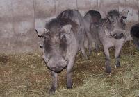 Warthogs