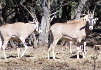 Fringed Eared Oryx