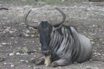 Wildebeest