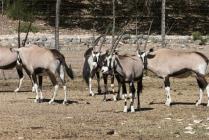 Gemsbok Oryx