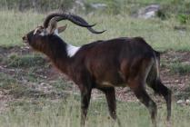 Nile Lechwe 