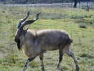 Markhor