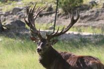 Red Deer