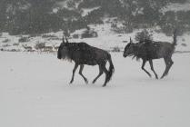 Wildebeest And Springbok