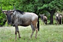 Wildebeest