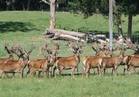 Circle H Ranch and Lodge